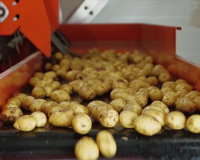 Potato Inspection Conveyor Belt